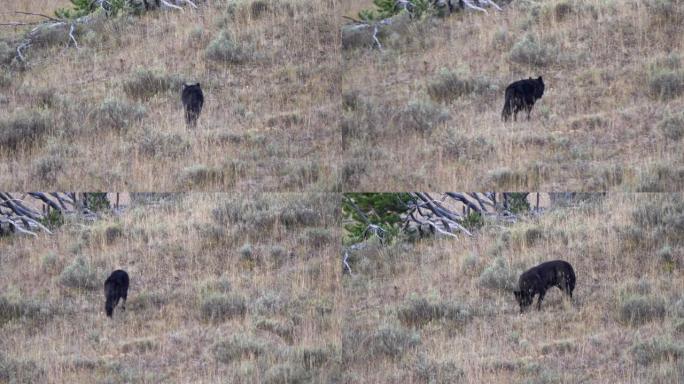 黑狼在黄石公园海登山谷的山坡上行走