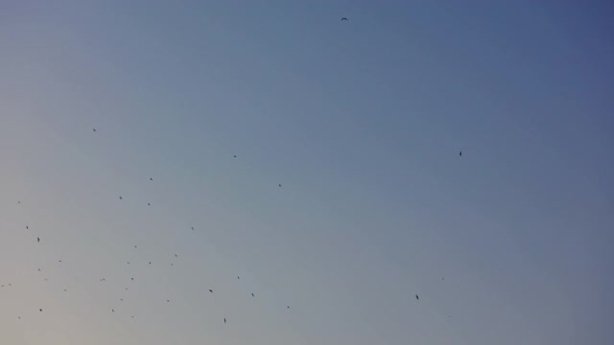 成群的水海鸟在蓝色晴朗的天空中飞翔