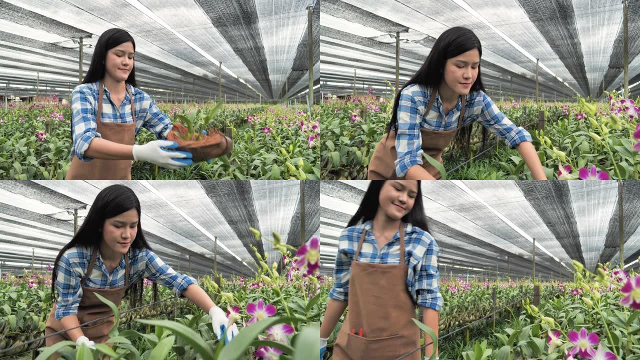 亚洲妇女正在亚洲的大型兰花园中种植兰花。