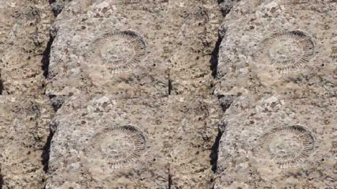 西班牙Torcal de Antequera喀斯特岩石中的史前化石菊石