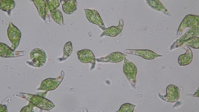 Euglena是在微观上进行教育的单细胞鞭毛真核生物的一种。