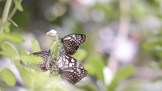 植物园中常见的玻璃状虎蝶 (Parantica aglea) 在自然背景模糊的绿色植物上吮吸花蜜