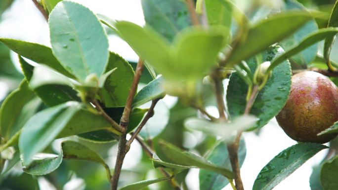 油茶果山茶果茶树茶花