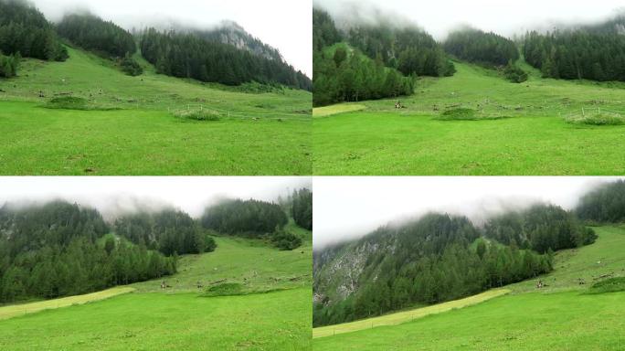 蒂罗尔威默塔尔山谷的高山雾天气。森林里的雾一直爬到山上。农田在前面。