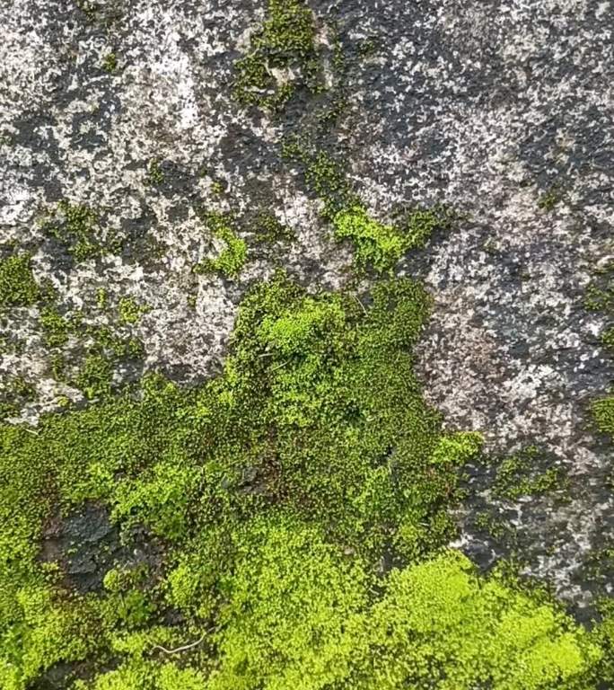 手机竖版禅意墙脚上的长满了绿苔藓