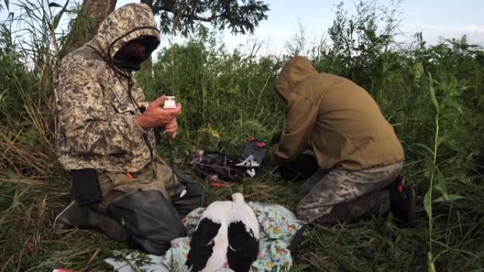 东方鹳 (Ciconia boyciana) 鸣响和GPS标记-兴安自然保护区