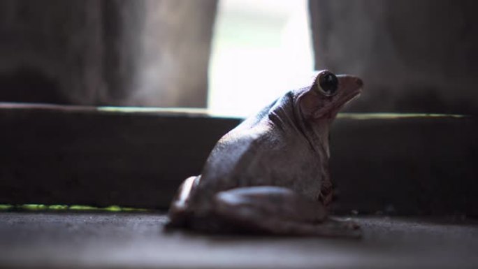 可爱的青蛙只是站在木屋里不动。特写。上镜。