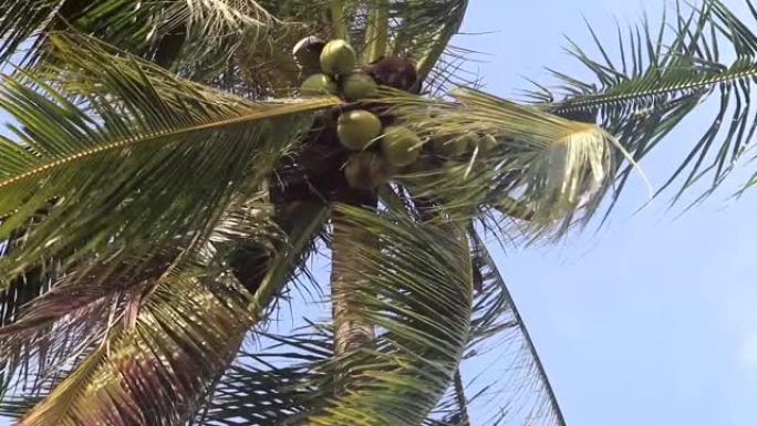 受过训练的猴子从泰国的棕榈树上摘椰子