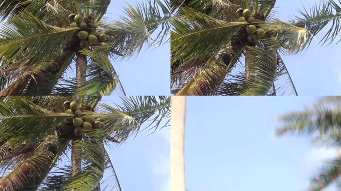 受过训练的猴子从泰国的棕榈树上摘椰子