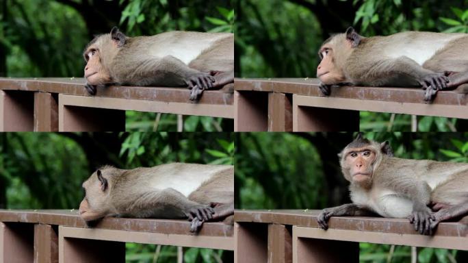 猴子躺在木栏杆上