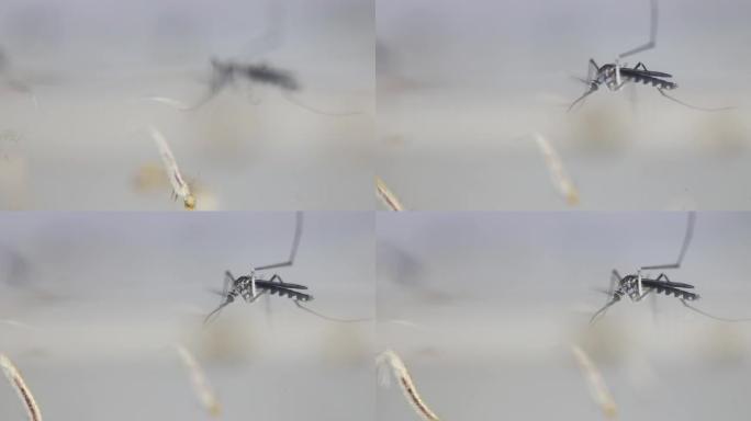 蚊子幼虫以双翅目为目的，按蚊。(蚊子幼虫) 在水中进行教育。