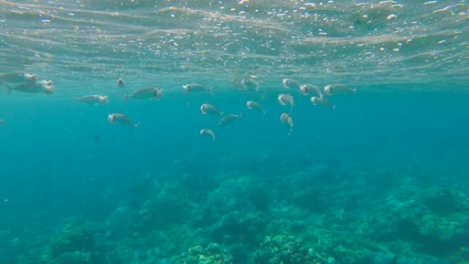 慢镜头拍摄了一个美丽的珊瑚礁，里面有很多热带鱼