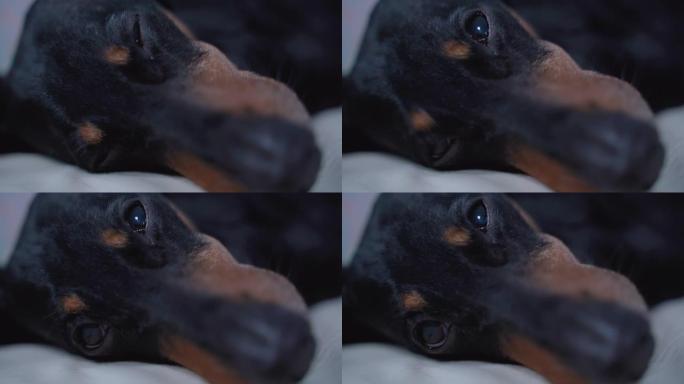 有趣的视频，可爱的黑色和tan腊肠犬睡在主人的床上，带着所有的玩具。主人上床睡觉，发现他的狗在毯子下