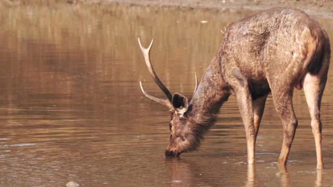 从塔多巴的水坑中喝水的鹿鹿的后视图