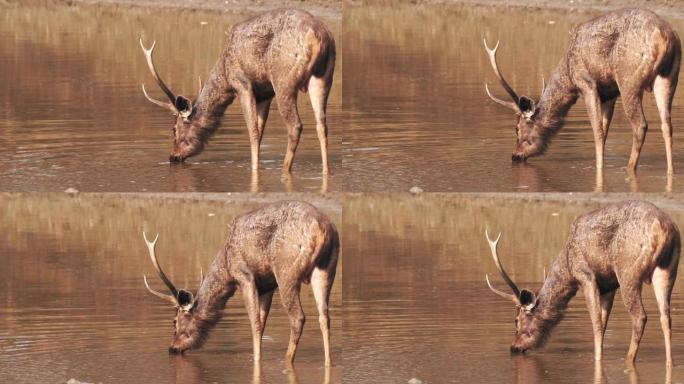 从塔多巴的水坑中喝水的鹿鹿的后视图