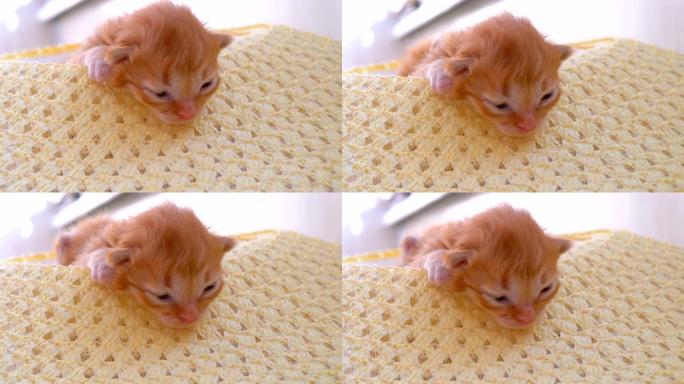 蓬松的红色小猫两周大，戴着草帽，眼睛没有完全睁开