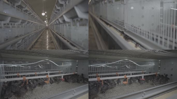 4K鸡舍养殖场小鸡崽S-Log素材