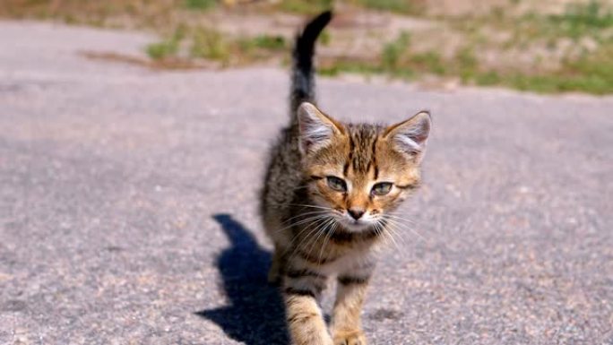 无家可归的灰色小猫慢动作走在街上