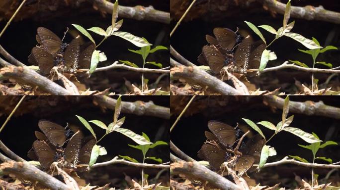 一群蝴蝶试图从泰国希尔的矿物中获取一些食物。热带地区。微距拍摄