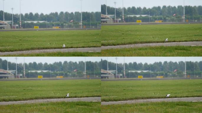 阿姆斯特丹机场的海鸥