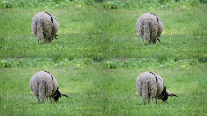 雅各布羊在草地上吃草，在温暖的天气里休息
