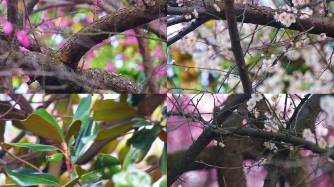 植物园公园梅花花朵开花春天风景视频素材4