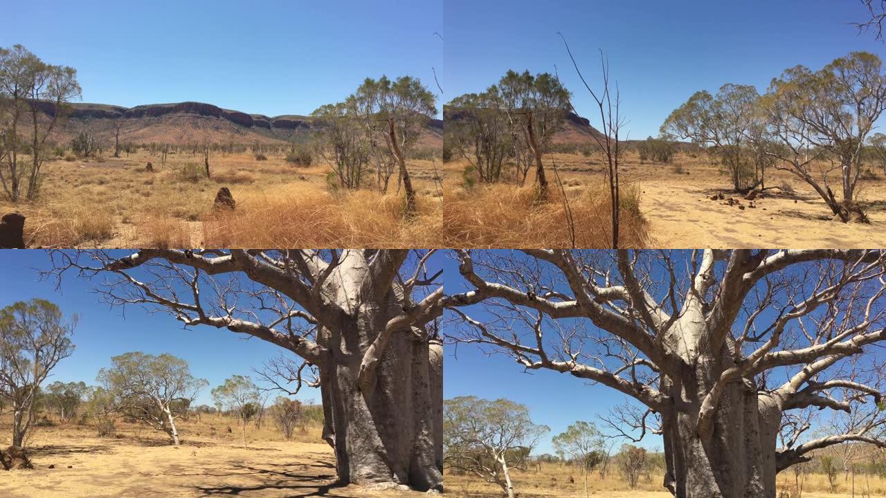 西澳大利亚金伯利大树的风景。