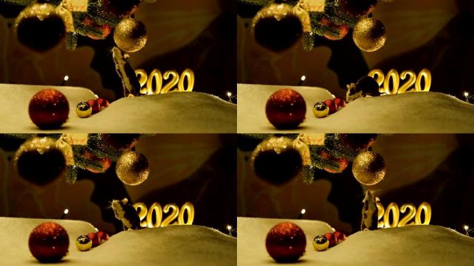 好奇的灰色老鼠站在它的后腿上，嗅着圣诞球。它是中国历法新2020年的象征。