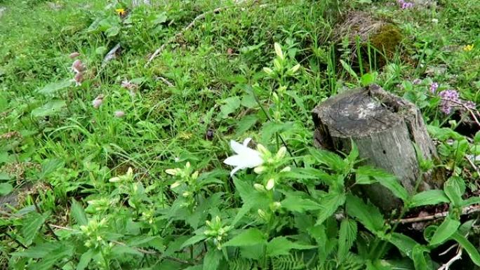 生长在齐勒塔尔山谷阿尔卑斯山的白色簇状风铃草 (Campanula glomerata alba)。