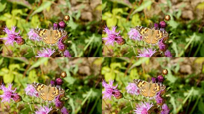 蝴蝶荨麻疹，翅膀有美丽的颜色