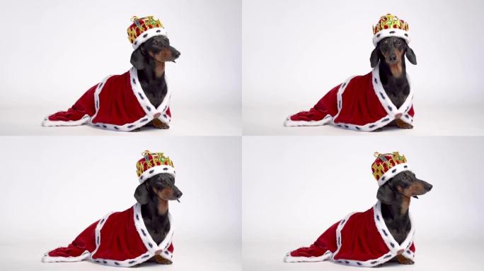 黑色和棕色可爱的腊肠狗穿着红色皇家斗篷，白色背景上戴着皇冠