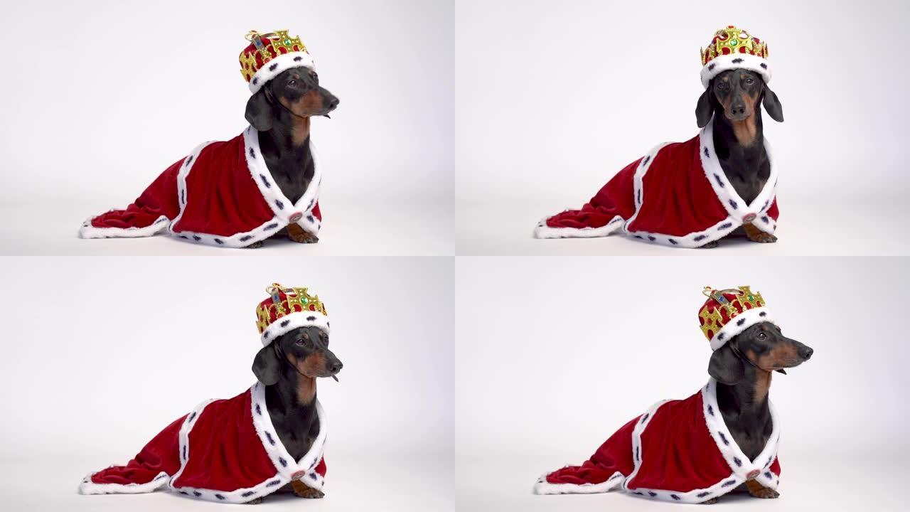 黑色和棕色可爱的腊肠狗穿着红色皇家斗篷，白色背景上戴着皇冠