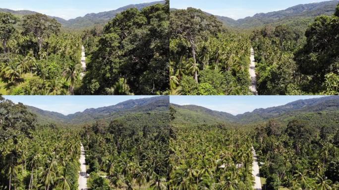 穿过椰子种植园的路径。泰国苏梅岛晴天穿过椰子树的道路。天堂山景观的无人机视图。飞越绿色植物。森林砍伐