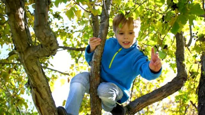 一个孩子爬树。采摘浆果。阳光明媚的日子