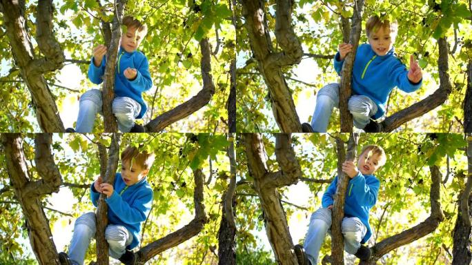 一个孩子爬树。采摘浆果。阳光明媚的日子