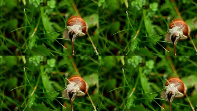 蜗牛在草丛中爬行并进食