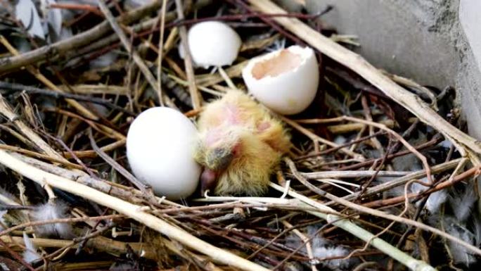 巢中的雏鸟。新生鸽子小鸡和一个鸡蛋的特写镜头。4K