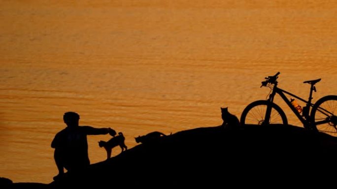 在河边日落时，猫，自行车和戴着头盔的人的轮廓。