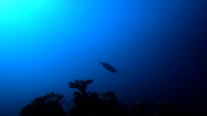 蓝水珊瑚礁鱼