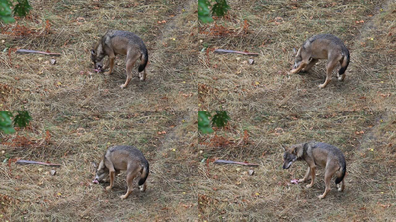 意大利亚平宁狼，在野生犬-红斑狼疮。