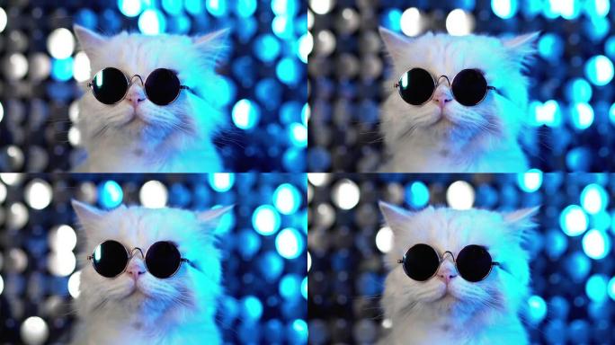 戴着眼镜的豪华家养小猫在银蓝色背景上摆姿势。工作室霓虹灯闪亮墙上时尚眼镜中的迪斯科毛茸茸猫肖像。