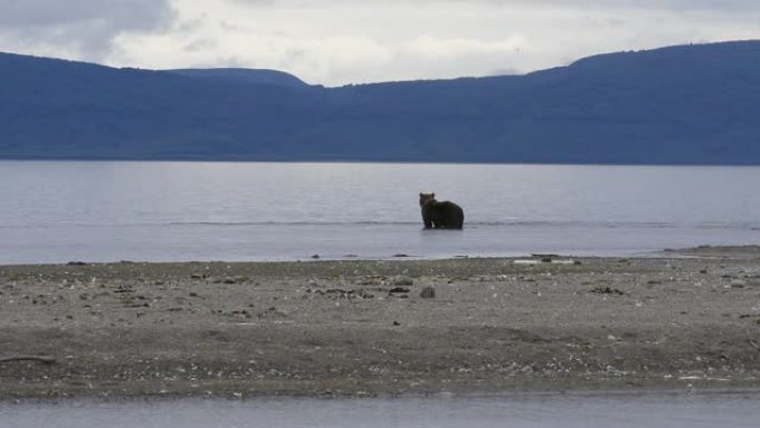 俄罗斯堪察加半岛千岛湖的棕熊钓鱼salmons