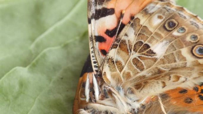 蓟蝴蝶，死了，没有生命，极端的宏观拍摄