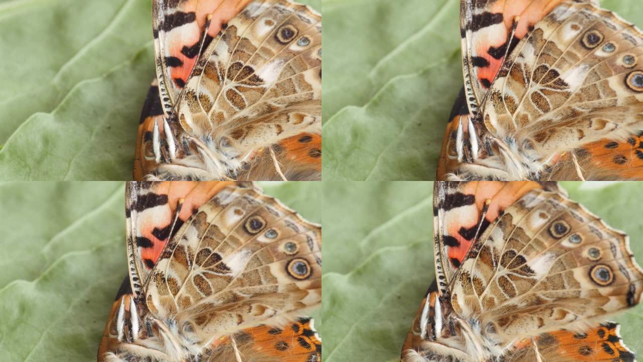 蓟蝴蝶，死了，没有生命，极端的宏观拍摄