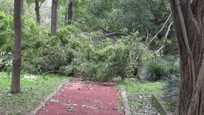 台湾热带风暴大安公园台风杜鹃4K后倒下的树木损坏