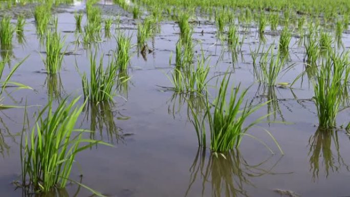 4K，水稻作物和水农场景观自然农田背景在台湾