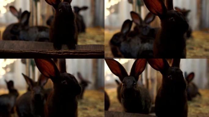 谷仓里的黑兔子特写。圈养兔子，养兔场，农业
