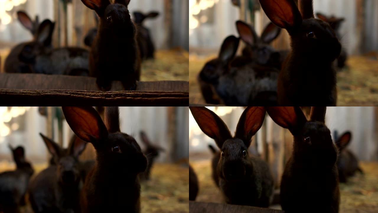 谷仓里的黑兔子特写。圈养兔子，养兔场，农业