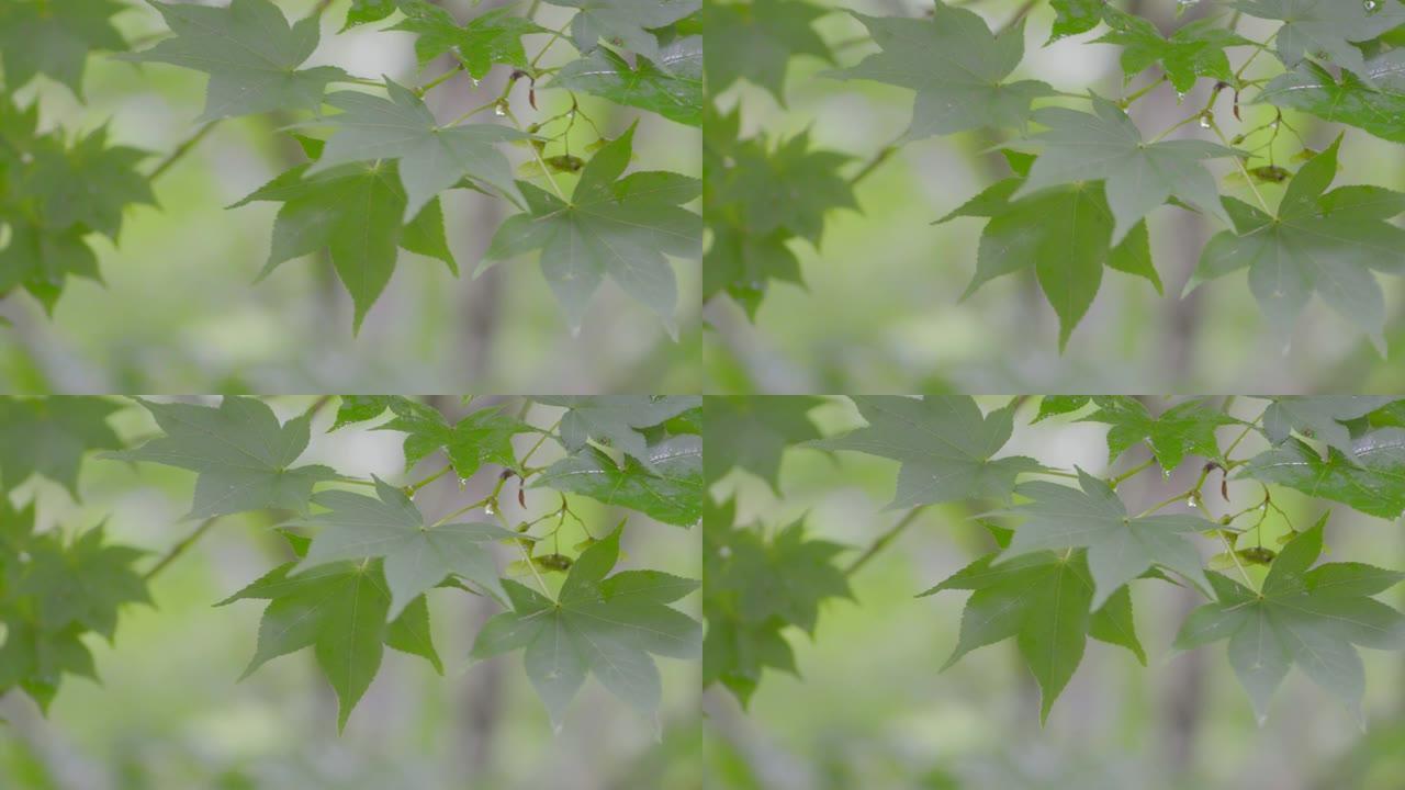 4K: 日本绿枫树风色叶落叶科赫山索花园无人自然旅游林地日本京都