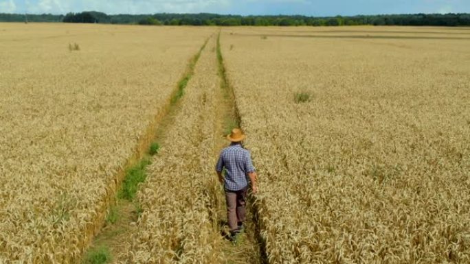 农民在年轻的麦田里戴帽子，检查作物。鸟瞰人穿过麦田。麦田农民步行景观自然农业生长无人机镜头人天。4K